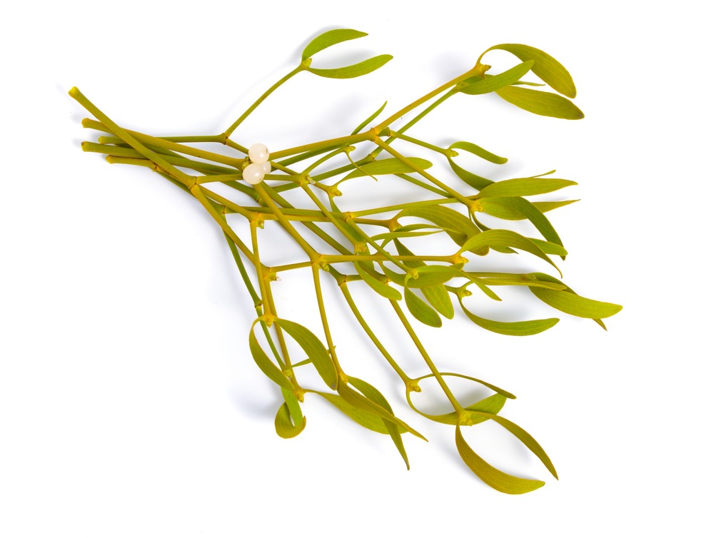 European Mistletoe Leaf Benefits – Strauss Naturals Canada