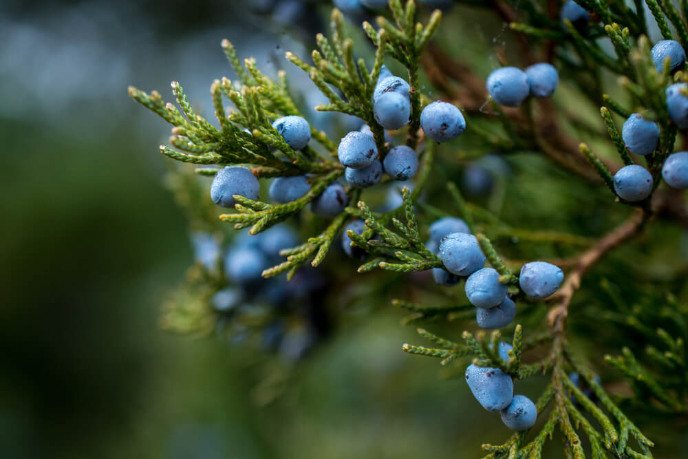 Juniper Uses, Side Effects & Health Benefits