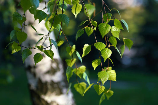 Birch Leaf Uses, Side Effects & Health Benefits
