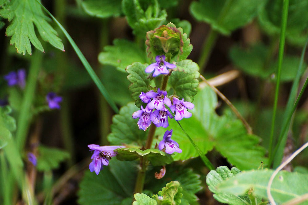Skullcap Herb Benefits